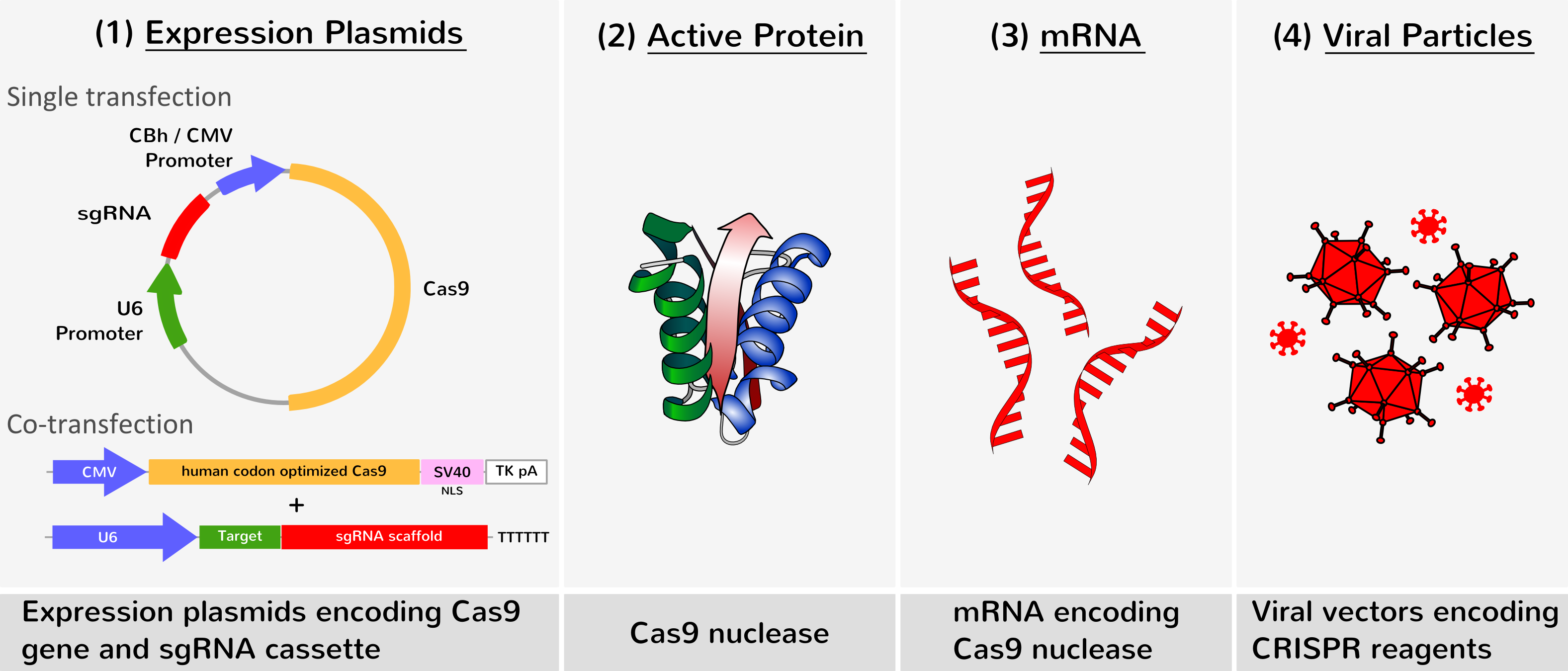 CRISPR/Cas9 Genome Editing Transfection Reagents - ozbiosciences